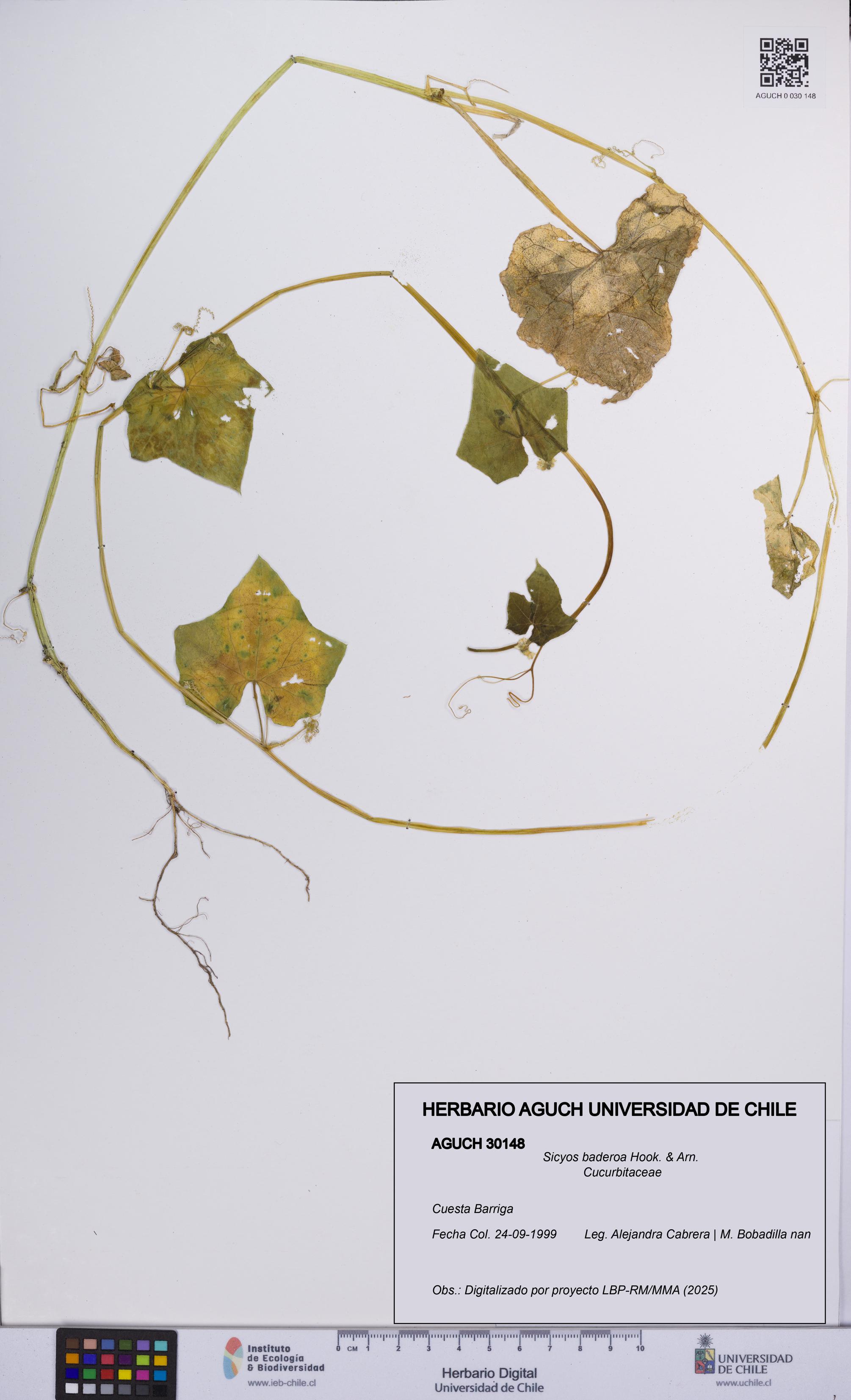 Sicyos baderoa [Espécimen: UCH:AGUCH:0030148]