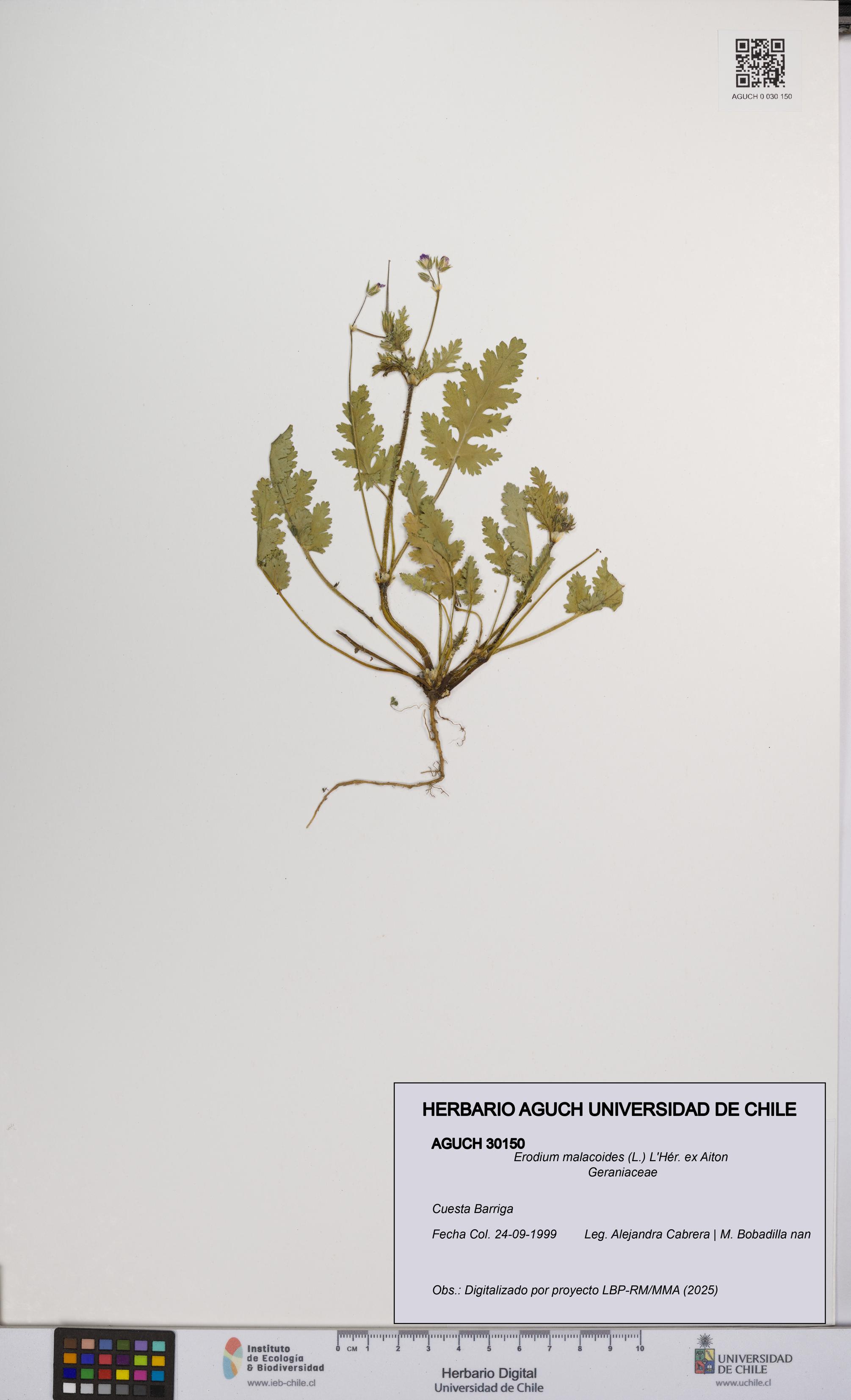 Erodium malacoides [Espécimen: UCH:AGUCH:0030150]