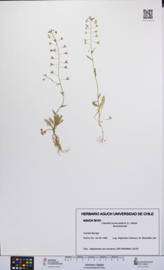 Capsella bursa-pastoris [Espécimen: UCH:AGUCH:0030151]
