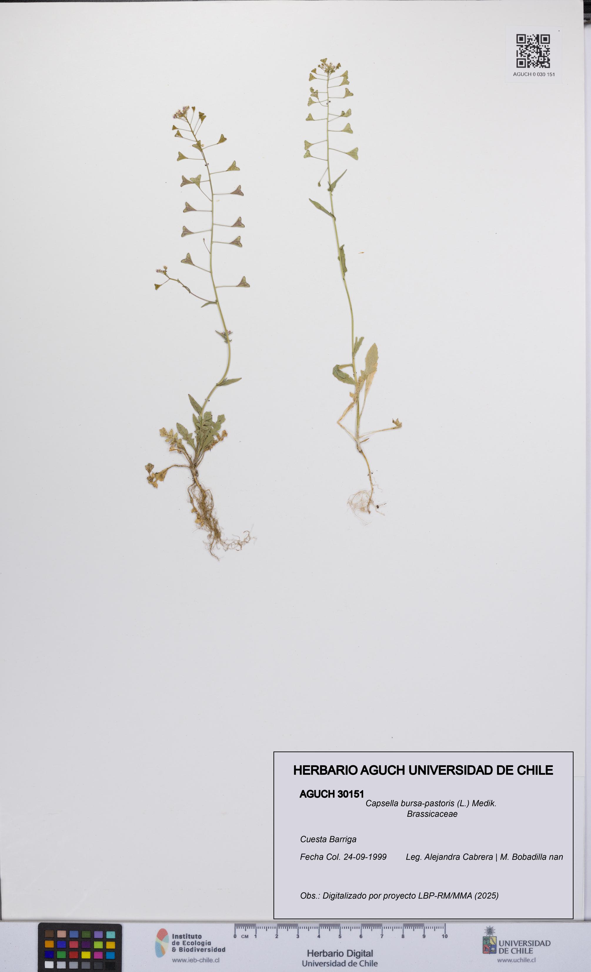 Capsella bursa-pastoris [Espécimen: UCH:AGUCH:0030151]