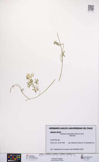Bowlesia tropaeolifolia [Espécimen: UCH:AGUCH:0030157]