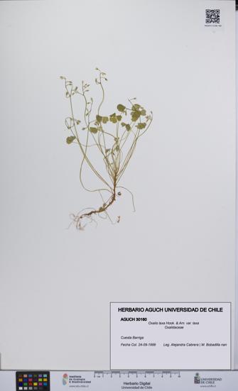 Oxalis laxa var. laxa [Espécimen: UCH:AGUCH:0030160]