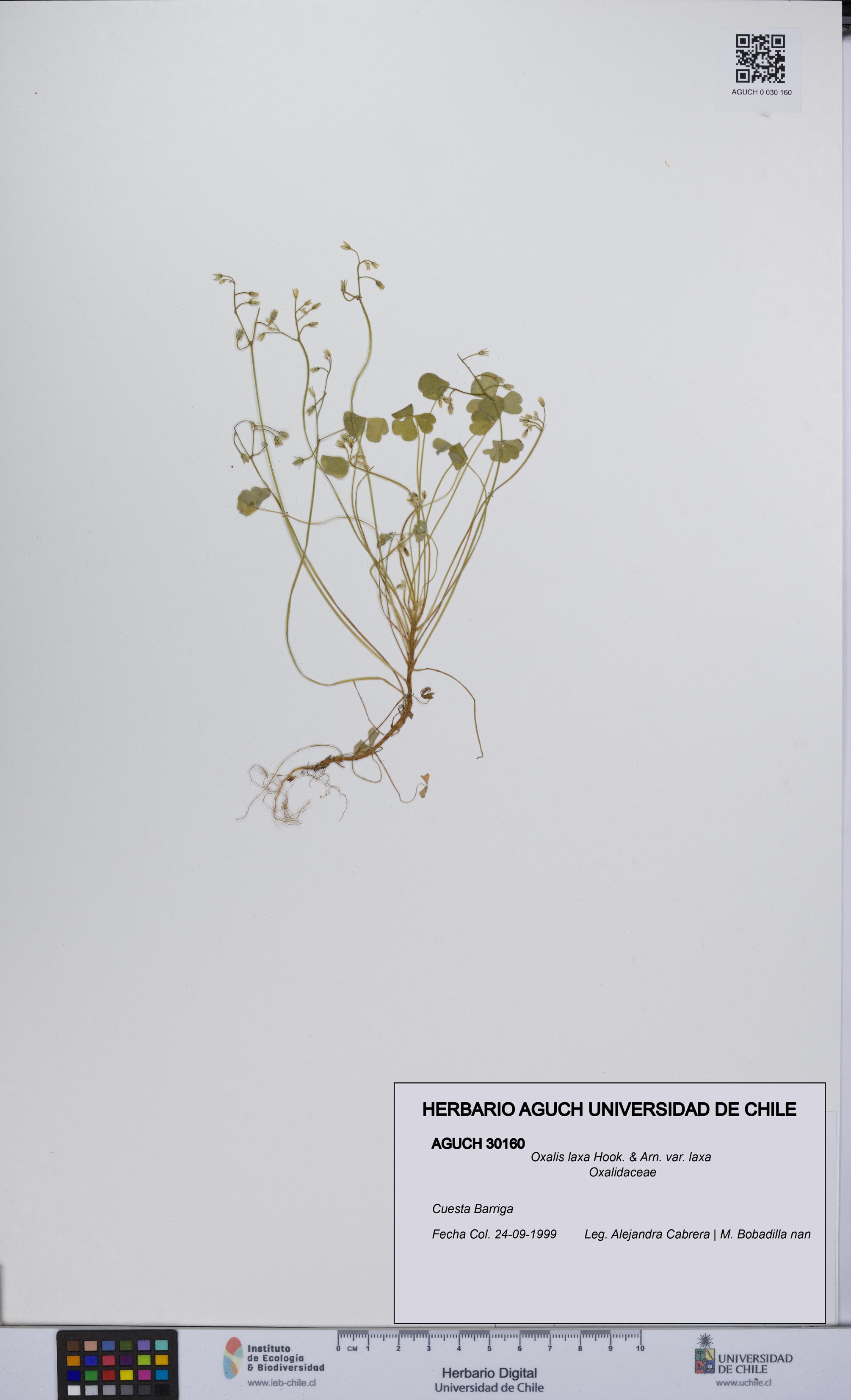 Oxalis laxa var. laxa [Espécimen: UCH:AGUCH:0030160]