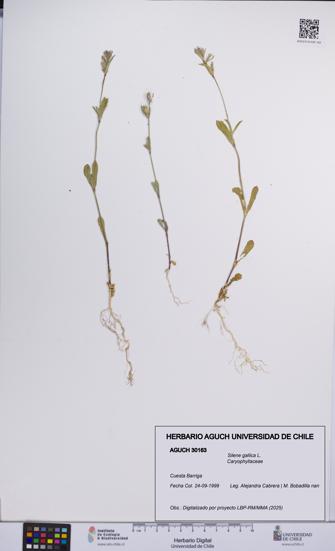 Silene gallica [Espécimen: UCH:AGUCH:0030163]