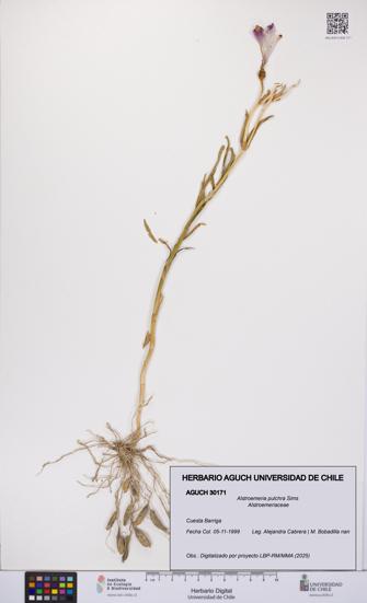 Alstroemeria pulchra [Espécimen: UCH:AGUCH:0030171]