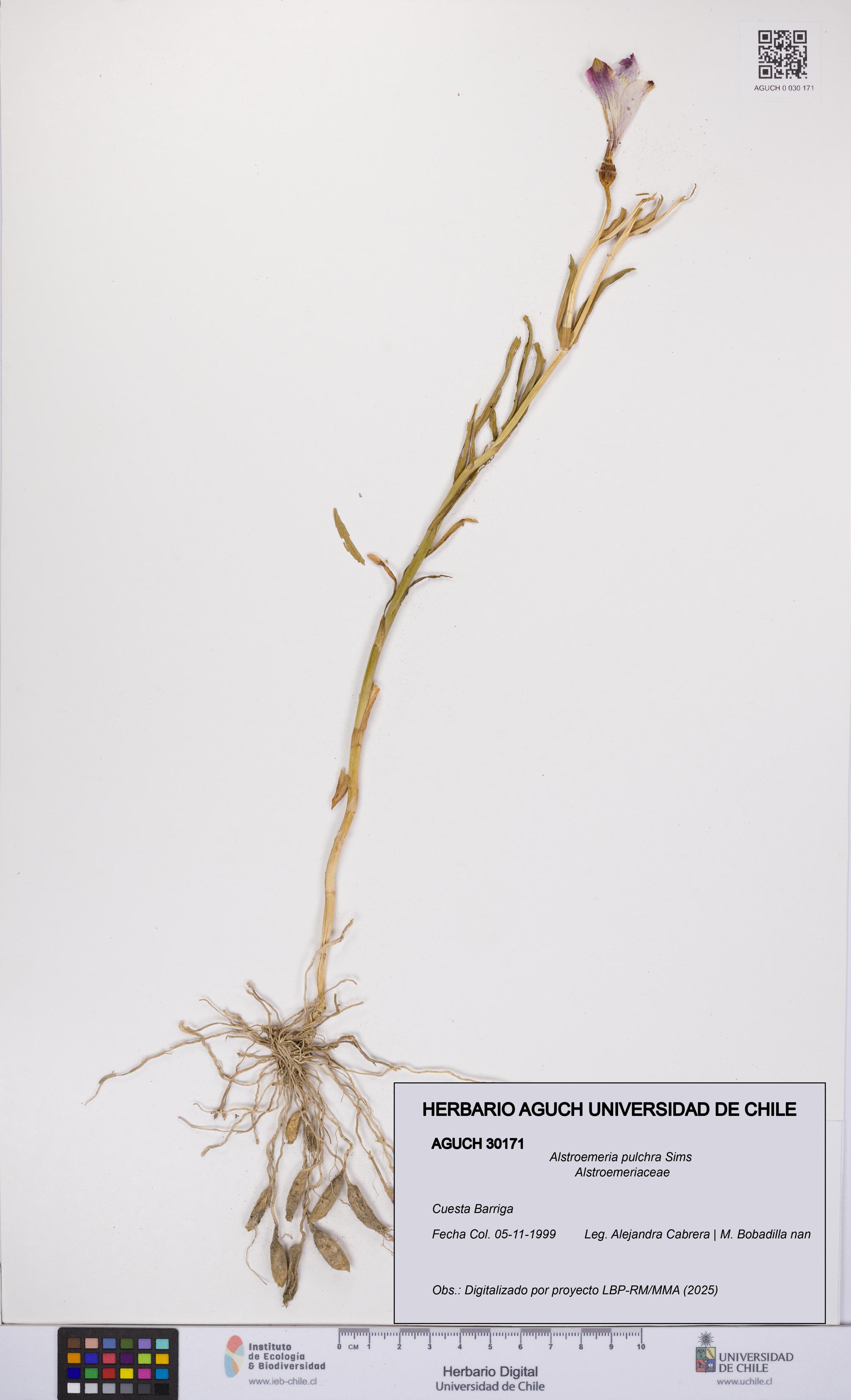 Alstroemeria pulchra [Espécimen: UCH:AGUCH:0030171]