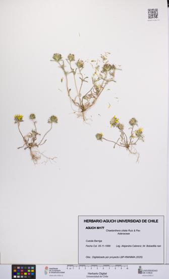 Chaetanthera ciliata [Espécimen: UCH:AGUCH:0030177]