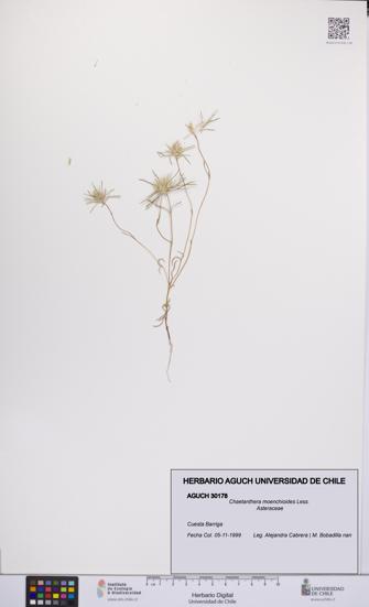 Chaetanthera moenchioides [Espécimen: UCH:AGUCH:0030178]