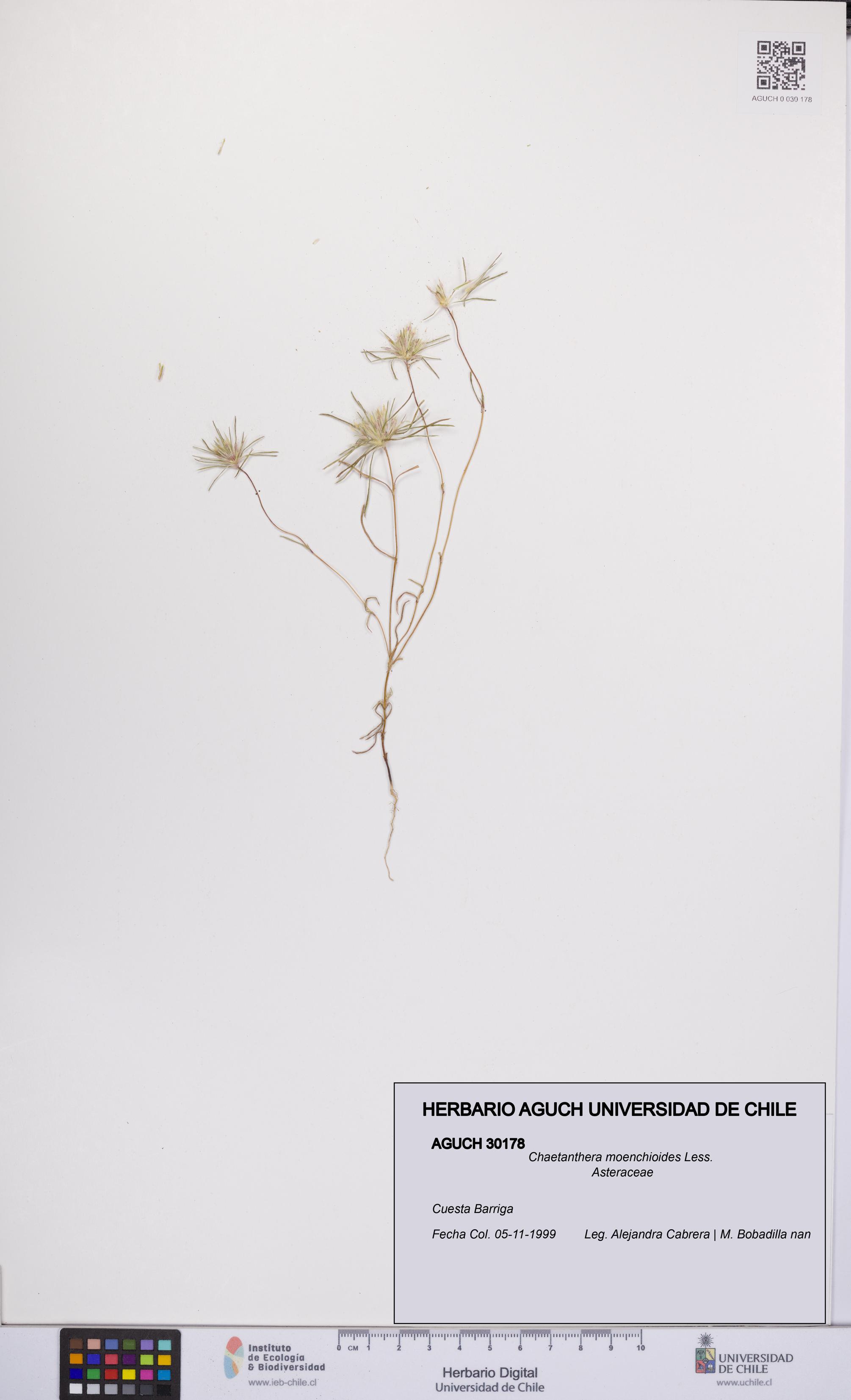 Chaetanthera moenchioides [Espécimen: UCH:AGUCH:0030178]