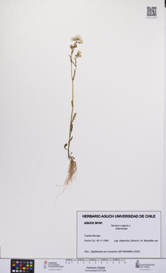 Senecio vulgaris [Espécimen: UCH:AGUCH:0030191]
