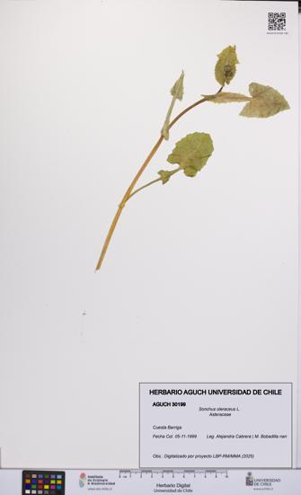 Sonchus oleraceus [Espécimen: UCH:AGUCH:0030199]