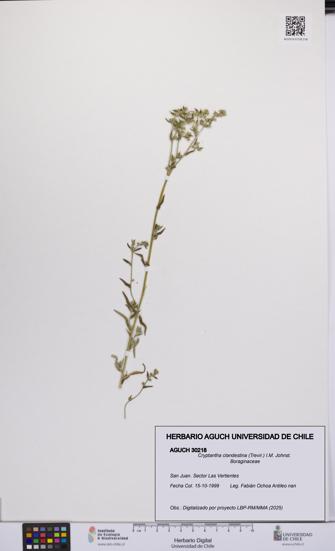 Cryptantha clandestina [Espécimen: UCH:AGUCH:0030218]
