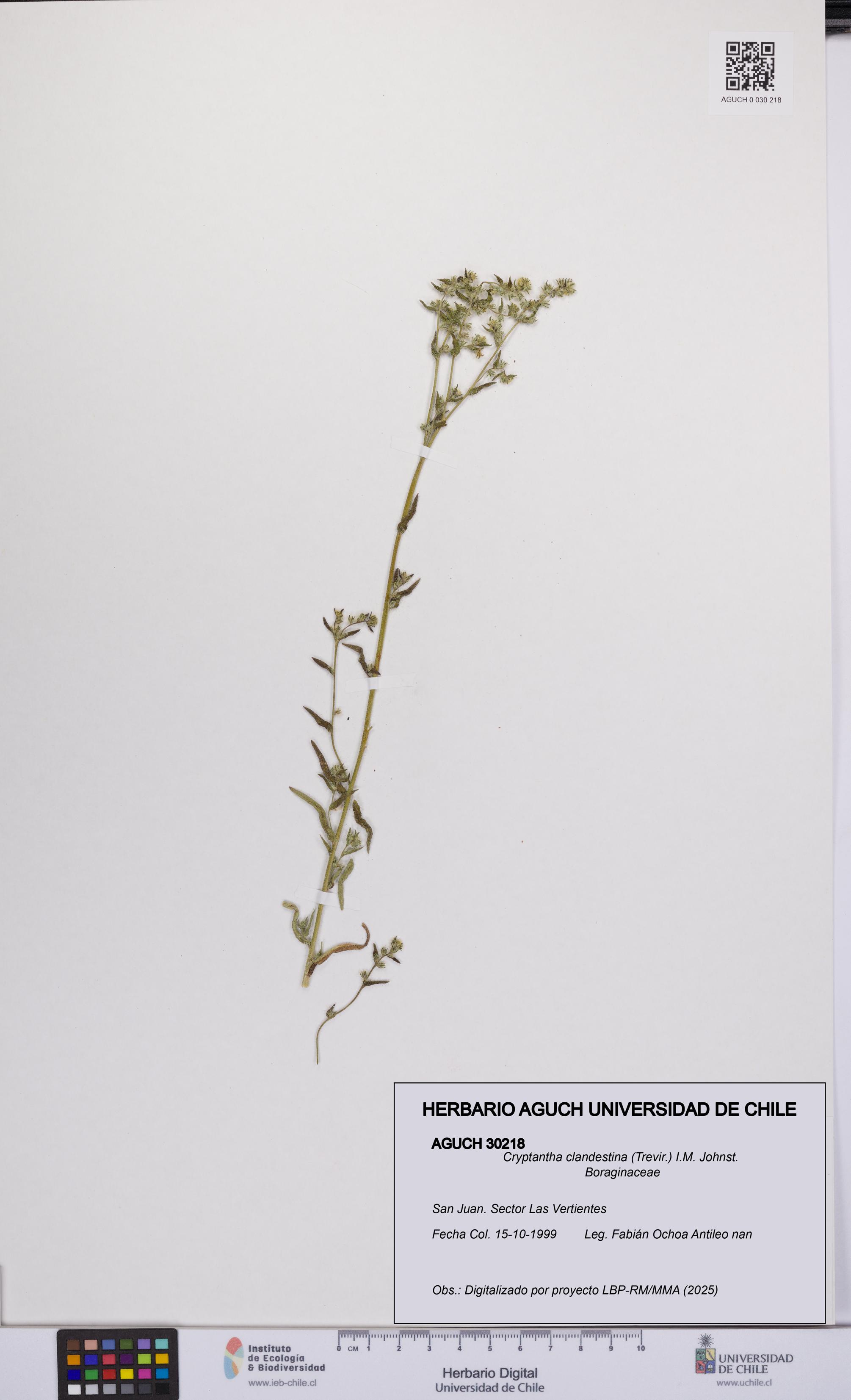 Cryptantha clandestina [Espécimen: UCH:AGUCH:0030218]