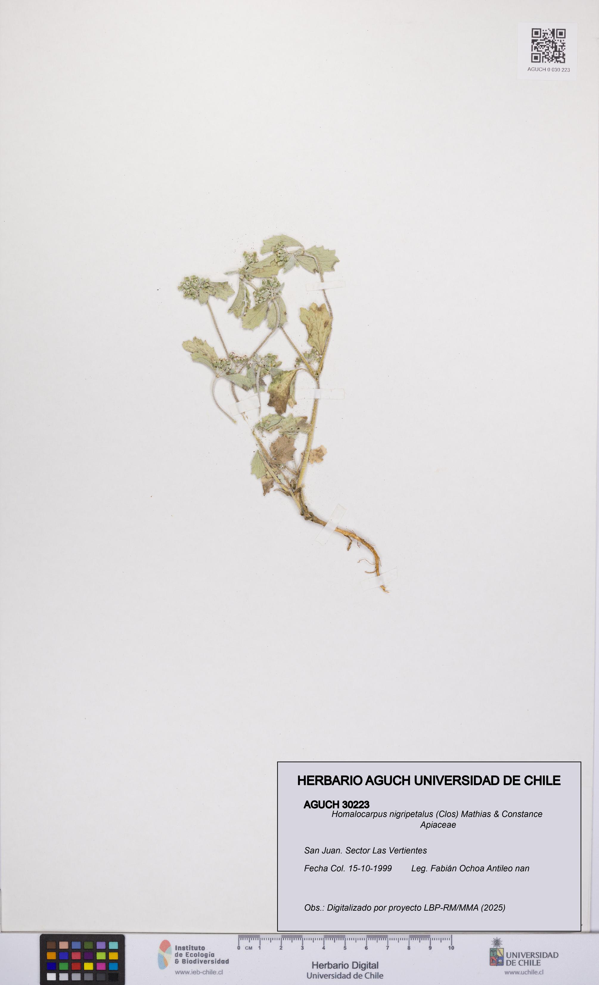 Homalocarpus nigripetalus [Espécimen: UCH:AGUCH:0030223]