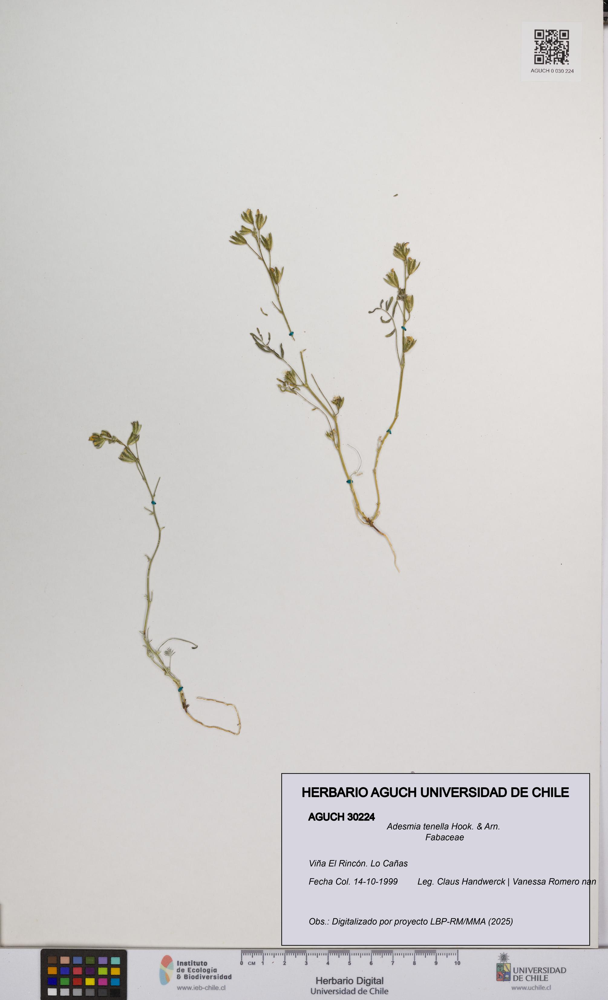 Adesmia tenella [Espécimen: UCH:AGUCH:0030224]