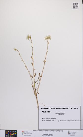 Senecio vulgaris [Espécimen: UCH:AGUCH:0030244]