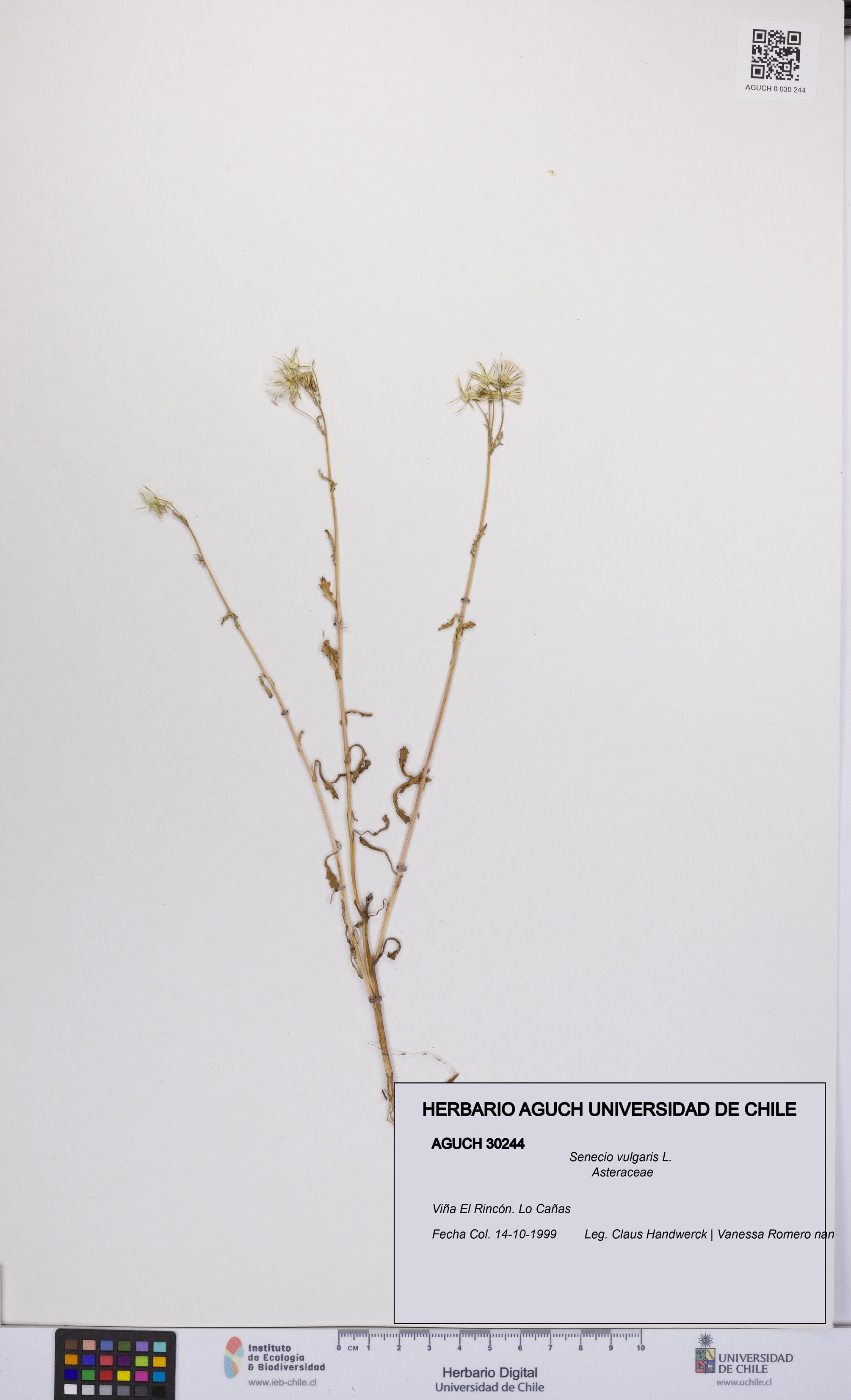 Senecio vulgaris [Espécimen: UCH:AGUCH:0030244]