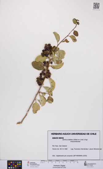 Schinus latifolia [Espécimen: UCH:AGUCH:0030318]
