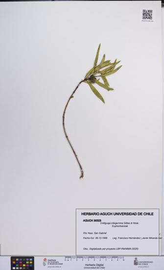 Colliguaja integerrima [Espécimen: UCH:AGUCH:0030323]