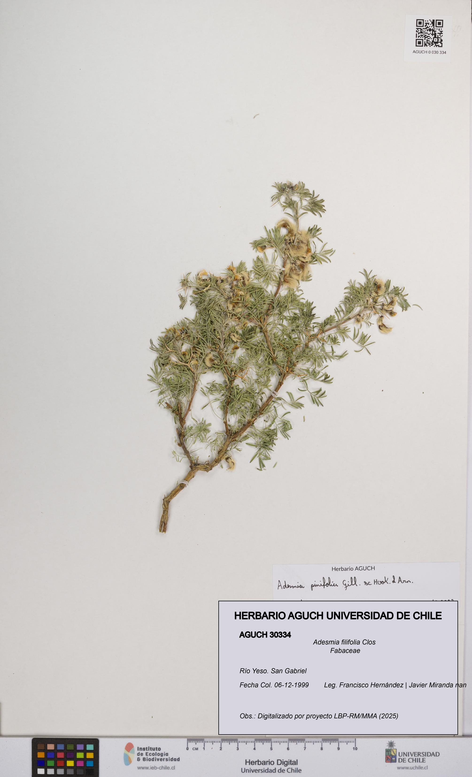Adesmia filifolia [Espécimen: UCH:AGUCH:0030334]