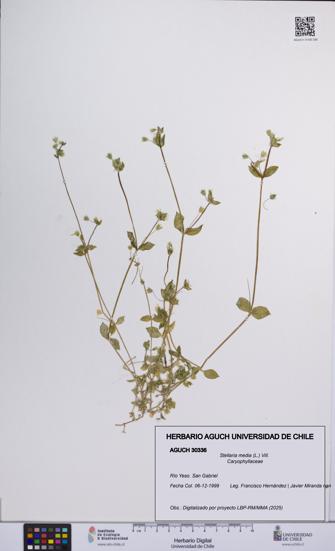 Stellaria media [Espécimen: UCH:AGUCH:0030336]