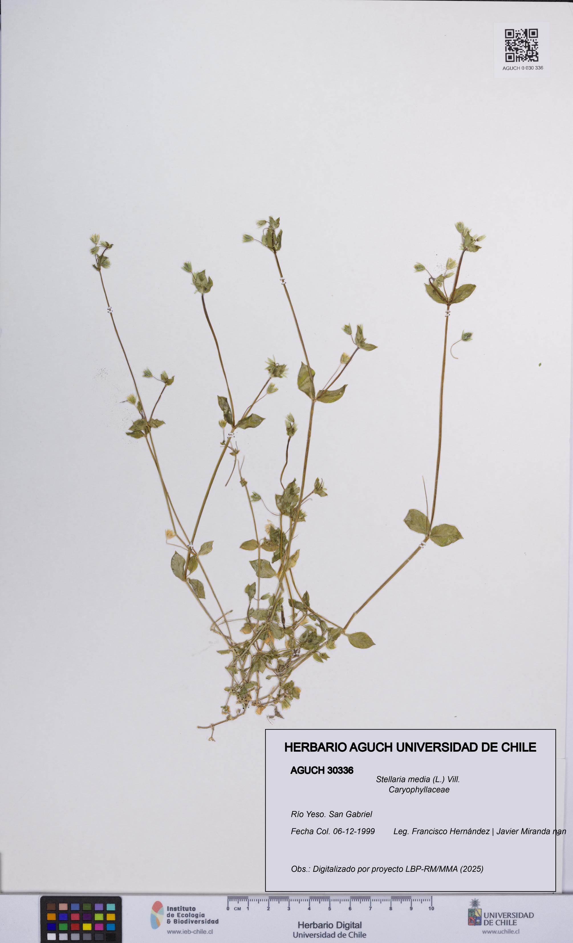 Stellaria media [Espécimen: UCH:AGUCH:0030336]