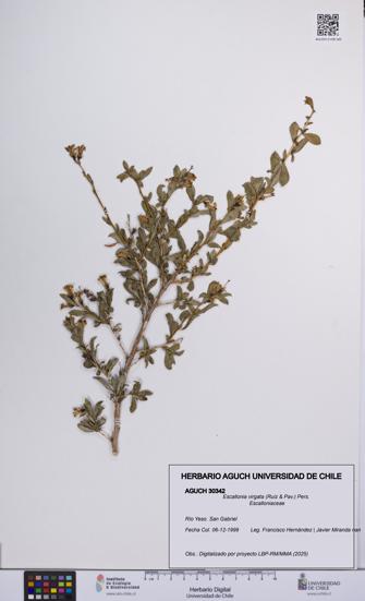 Escallonia virgata [Espécimen: UCH:AGUCH:0030342]