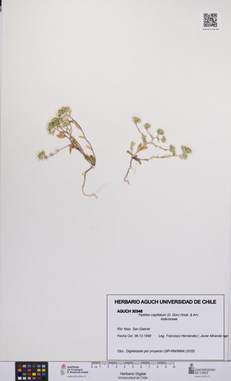 Triptilion capillatum [Espécimen: UCH:AGUCH:0030348]