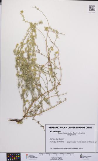 Cryptantha clandestina [Espécimen: UCH:AGUCH:0030349]