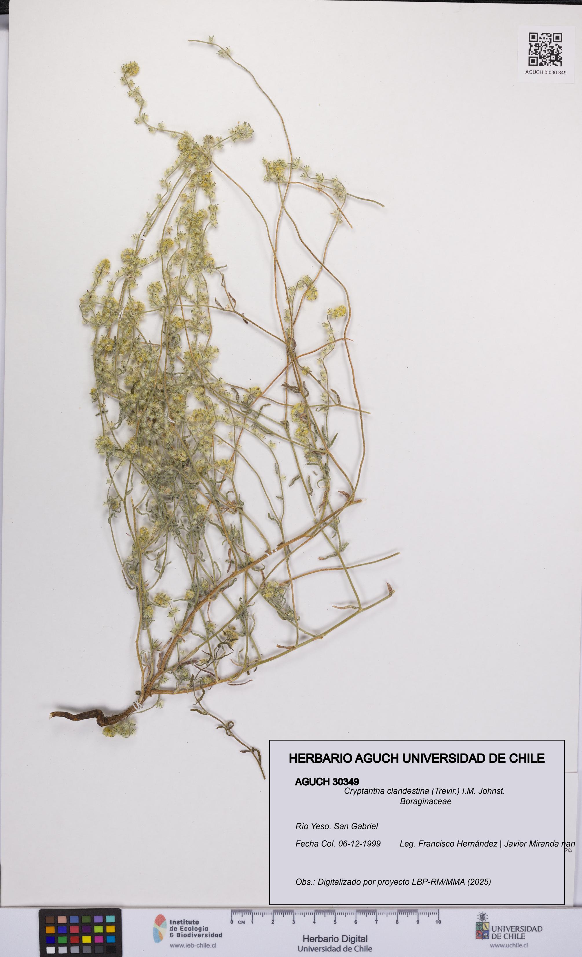 Cryptantha clandestina [Espécimen: UCH:AGUCH:0030349]