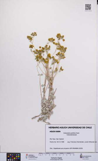 Calceolaria polifolia [Espécimen: UCH:AGUCH:0030354]