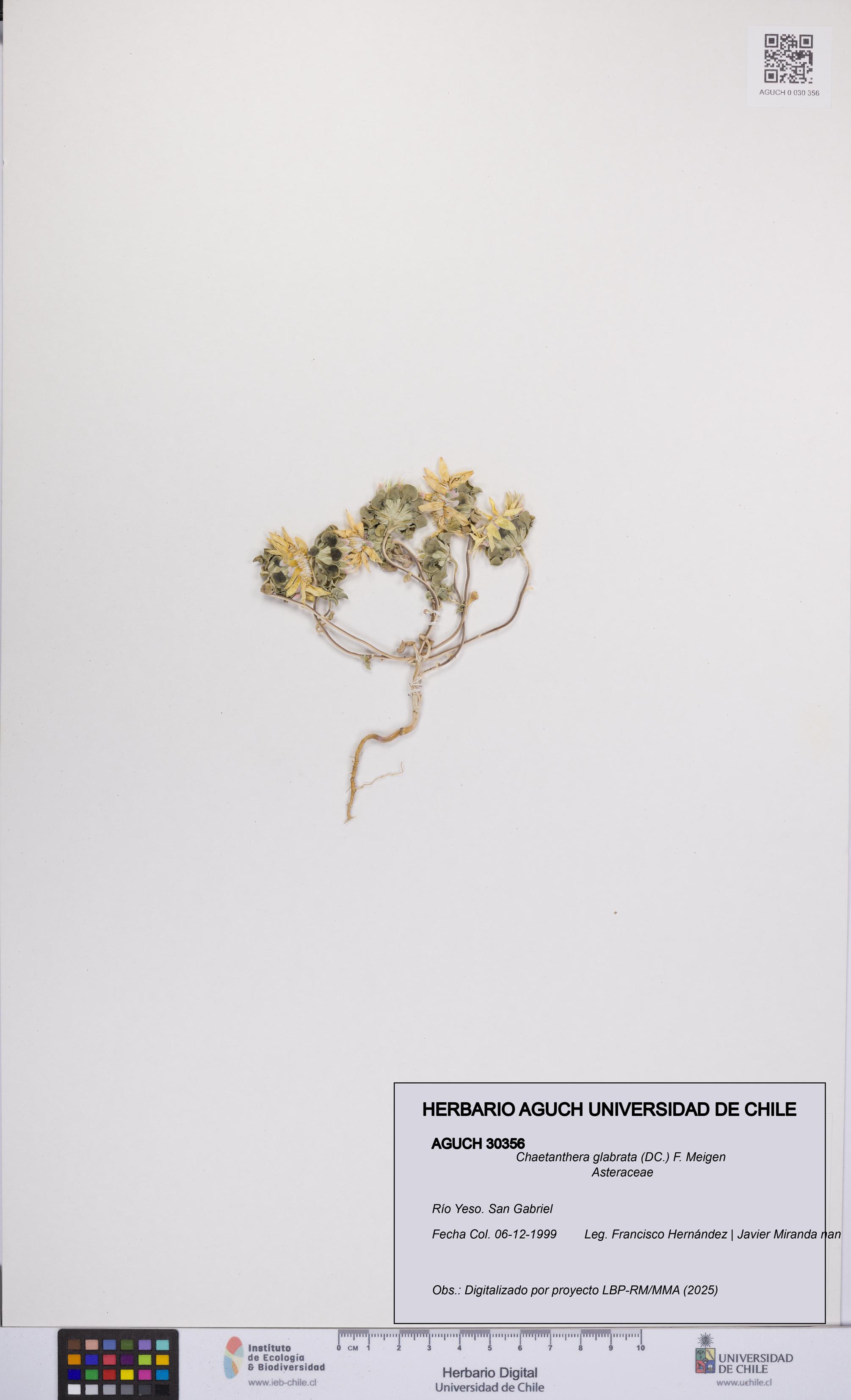 Chaetanthera glabrata [Espécimen: UCH:AGUCH:0030356]