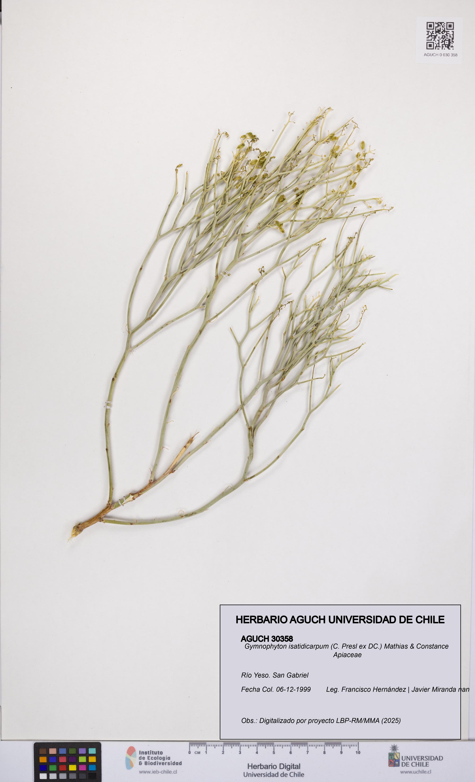 Gymnophyton isatidicarpum [Espécimen: UCH:AGUCH:0030358]