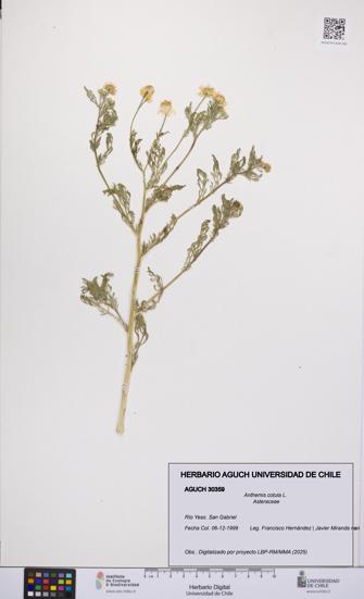 Anthemis cotula [Espécimen: UCH:AGUCH:0030359]