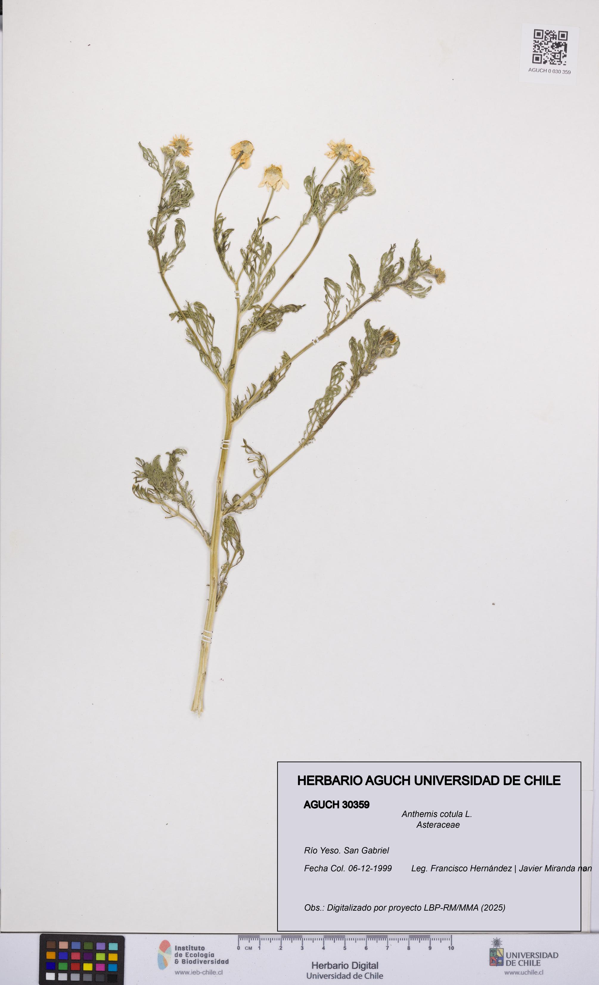 Anthemis cotula [Espécimen: UCH:AGUCH:0030359]