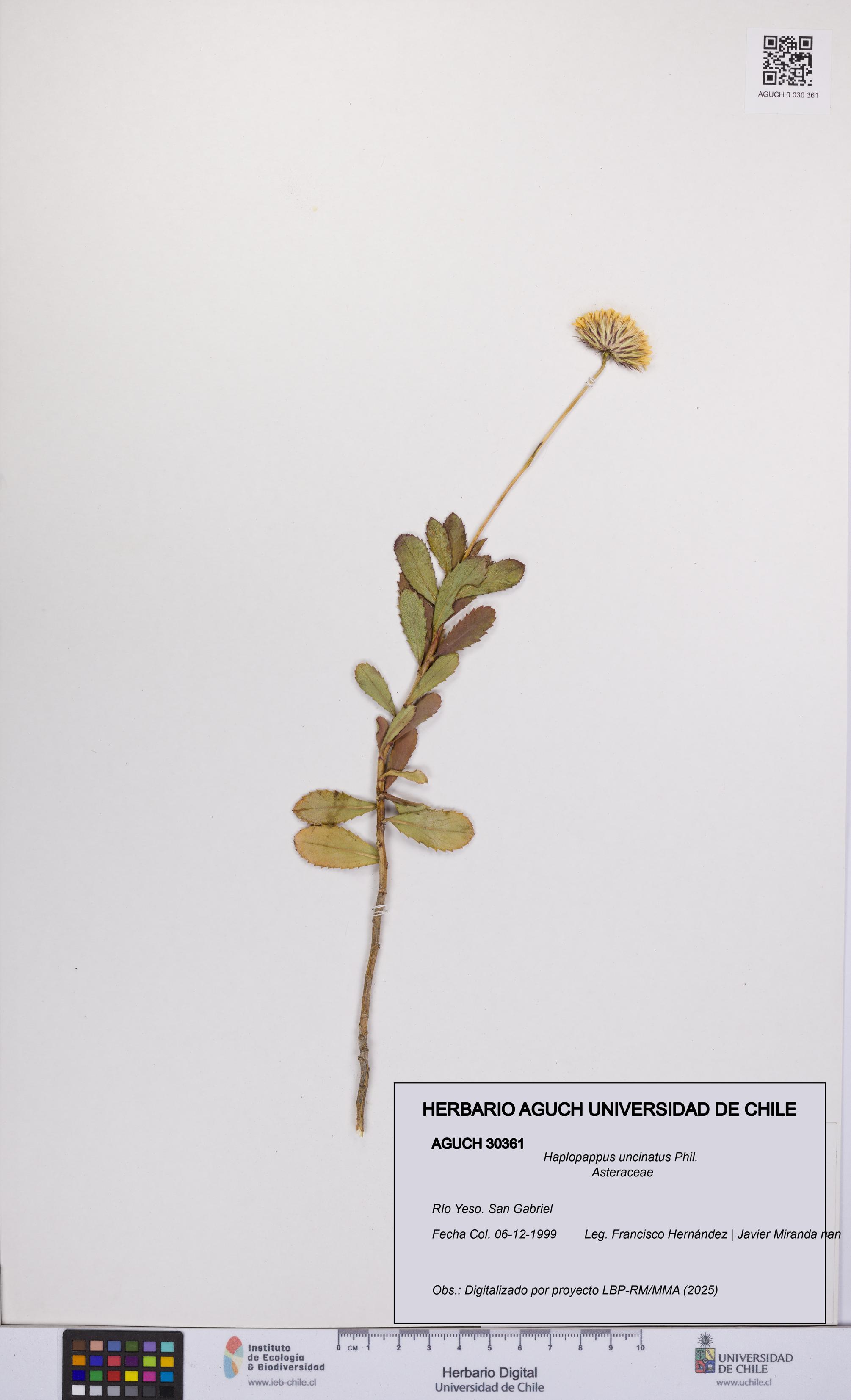 Haplopappus uncinatus [Espécimen: UCH:AGUCH:0030361]