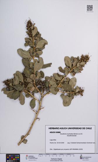 Escallonia myrtoidea [Espécimen: UCH:AGUCH:0030363]