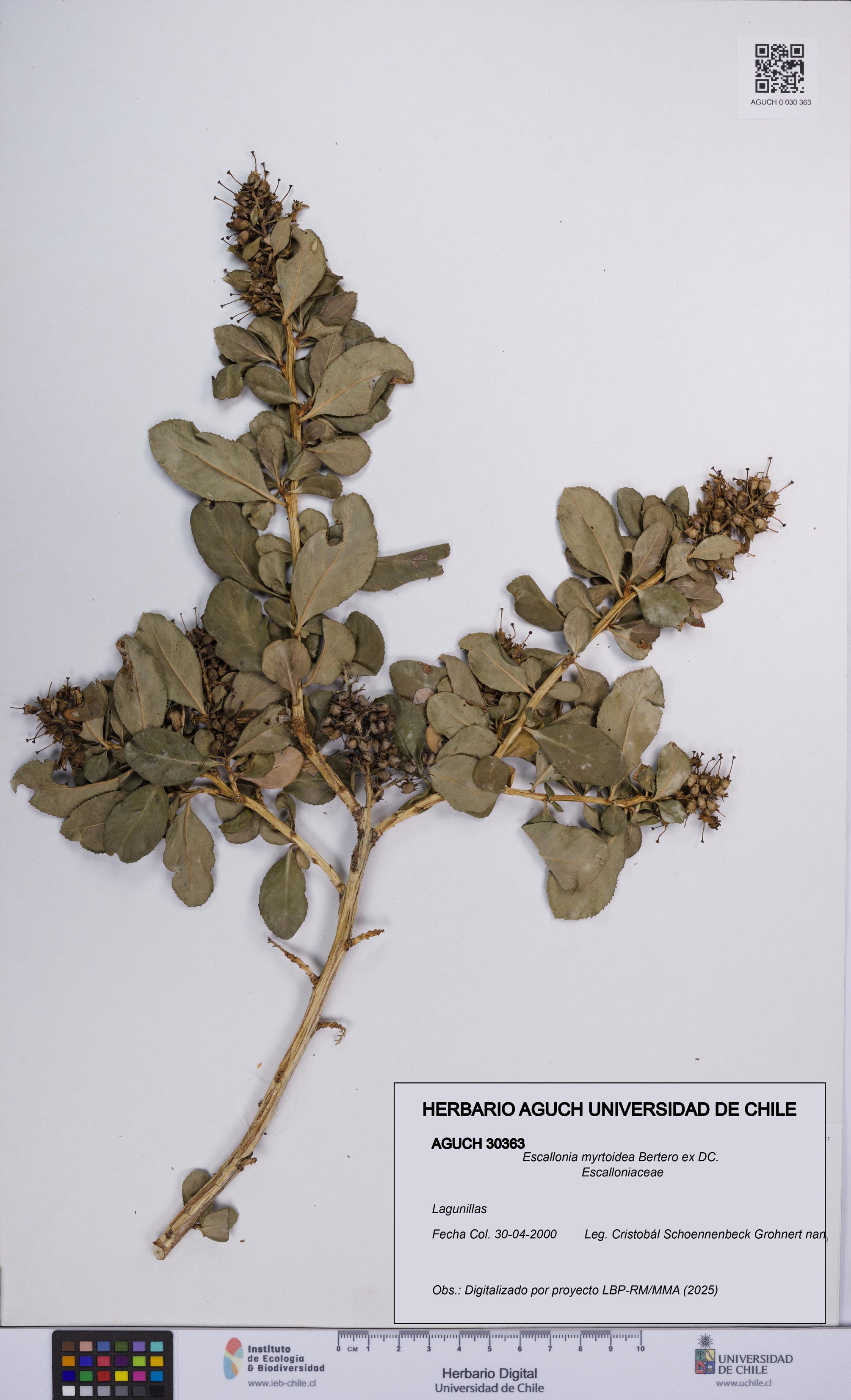 Escallonia myrtoidea [Espécimen: UCH:AGUCH:0030363]