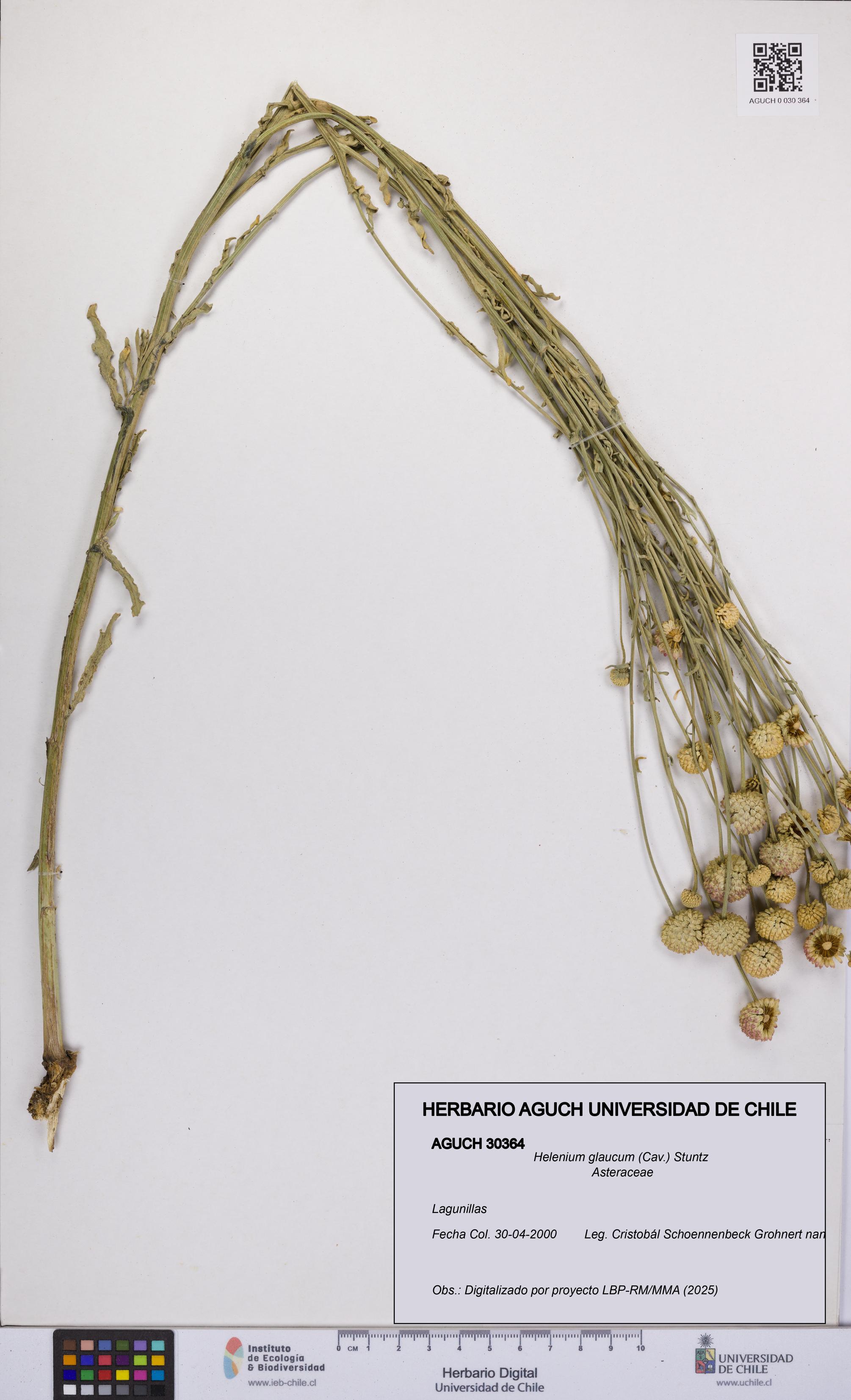 Helenium glaucum [Espécimen: UCH:AGUCH:0030364]