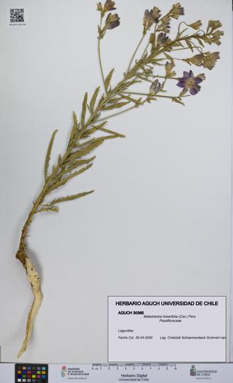 Malesherbia linearifolia [Espécimen: UCH:AGUCH:0030365]