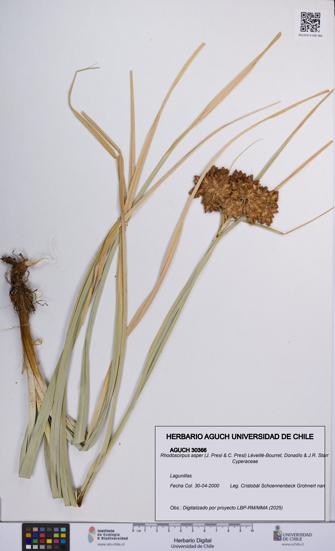 Rhodoscirpus asper [Espécimen: UCH:AGUCH:0030366]