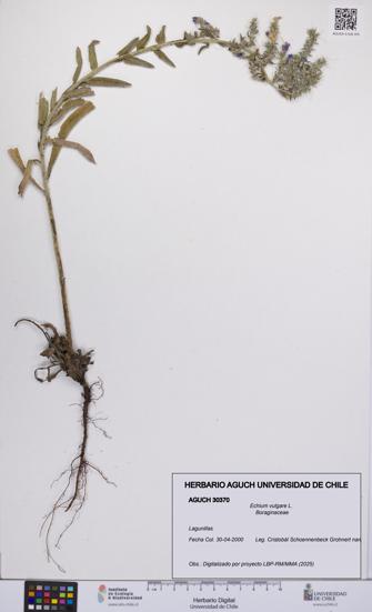 Echium vulgare [Espécimen: UCH:AGUCH:0030370]