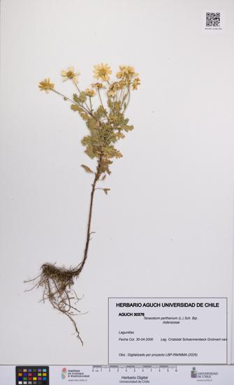 Tanacetum parthenium [Espécimen: UCH:AGUCH:0030376]