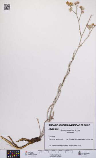 Leucheria rosea [Espécimen: UCH:AGUCH:0030381]