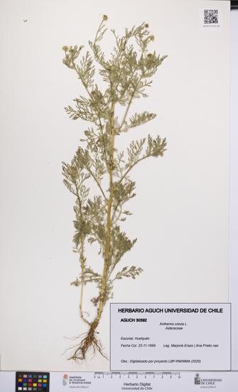 Anthemis cotula [Espécimen: UCH:AGUCH:0030392]
