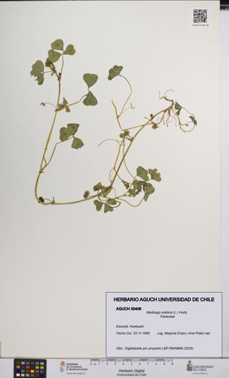 Medicago arabica [Espécimen: UCH:AGUCH:0030406]