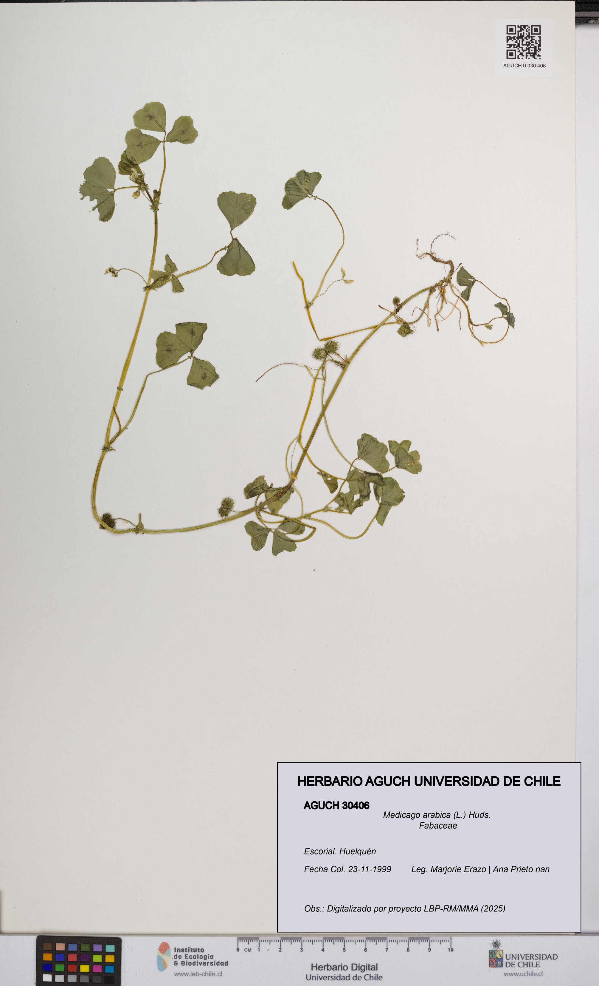 Medicago arabica [Espécimen: UCH:AGUCH:0030406]