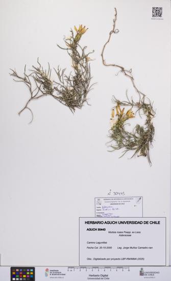 Mutisia rosea [Espécimen: UCH:AGUCH:0030443]