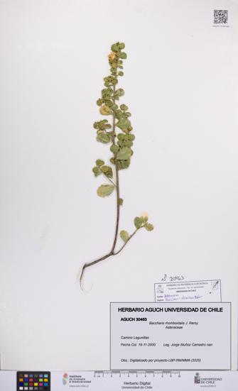 Baccharis rhomboidalis [Espécimen: UCH:AGUCH:0030463]