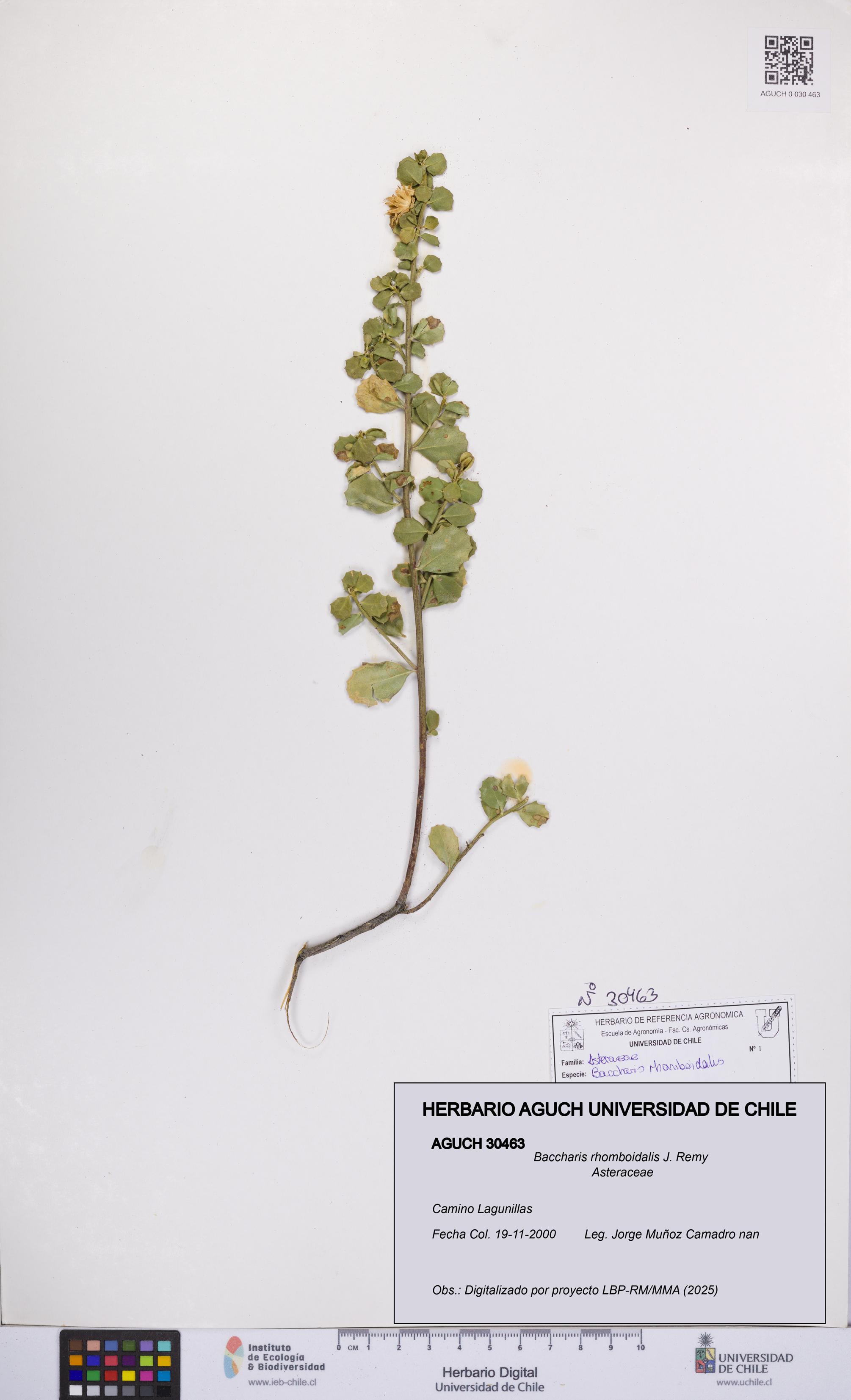 Baccharis rhomboidalis [Espécimen: UCH:AGUCH:0030463]